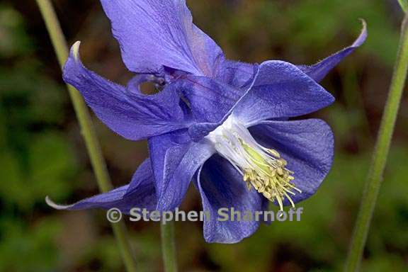 aquilegia glandulosa 1 graphic